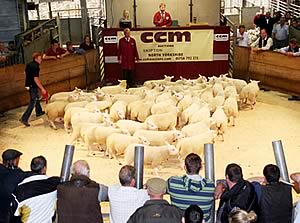 store lamb champions