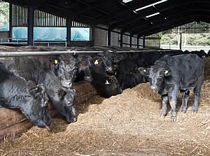 beef cattle in house