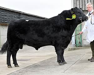 Inkpen Proud Phoenix