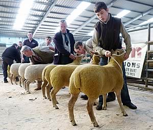 Charollais female judging