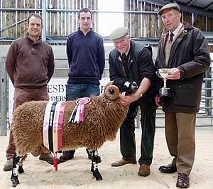 Dalesbred shearling ram