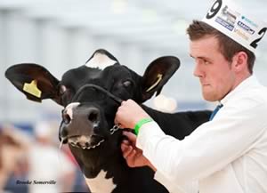 National All Breeds ShowNational All Breeds Show