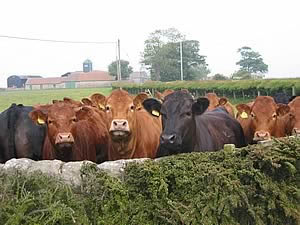 beef cattle  