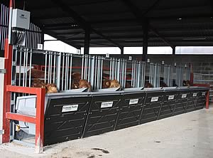 Cattle unit at Wold farm