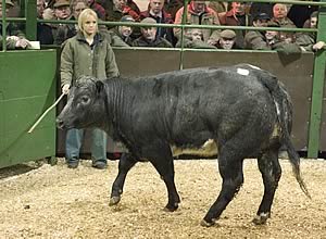 British Blue Heifer