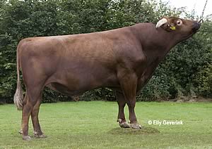 R Facet, the Danish Red sire