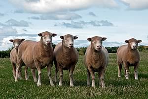 Poll Dorset ewes