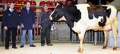Craven Dairy Auction champion