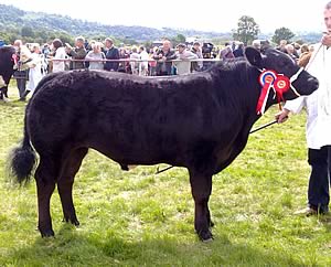 2011 Otley Show commercial champion