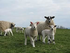 mule ewes and lambs