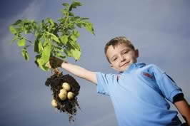 boy with potatoes