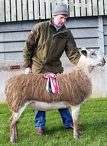 Blue Faced Leicester female champion