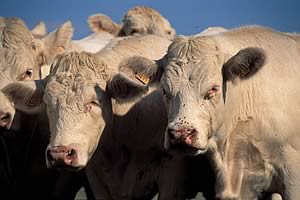 beef cattle