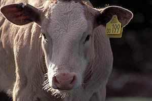 heifer