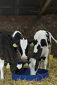 calves