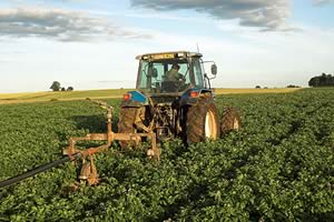 working in field