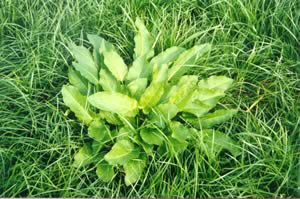 dock plant