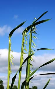 Wild Oats
