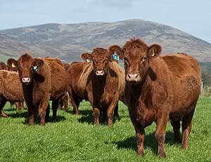 beef cattle