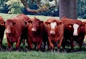 Stabiliser Cattle