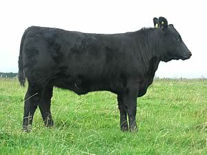 Netherton Beauty L605