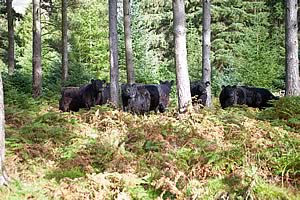 Galloways in a wood