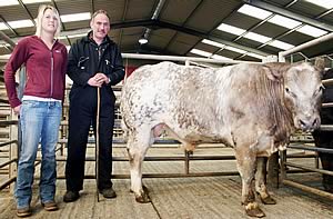 Charolais-sired bull