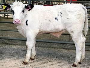 British Blue calf