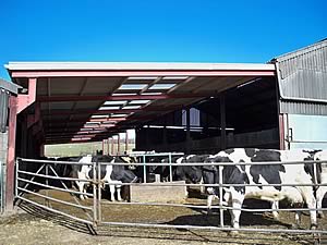 Cattle gathering area - After work supported by CGS