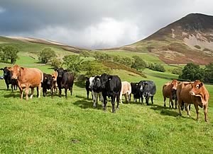 beef cattle