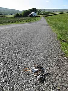 A dead redshank hit by a passing car