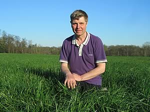 Tornado ryegrass
