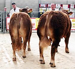 Northern Limousin Extravaganza