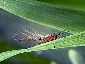 Grain aphid - Sitobion avenae Grain aphid - Sitobion avenae