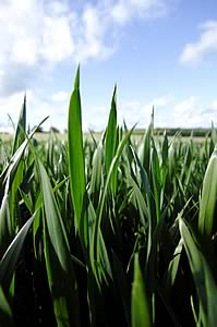 Winter wheat Gallant 