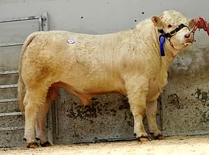 Ramrad Grande