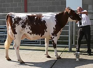 Elkington Amber Princess 10th