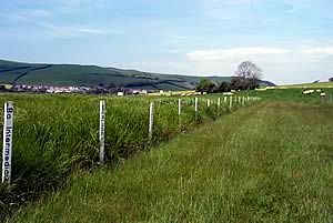 IBERS grass trials