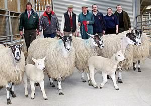 Mule hoggs and lambs