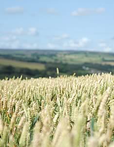 milling wheat