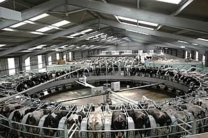 Milking parlour