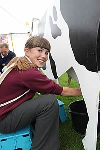 cardboard cow