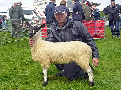 Champion Mule from R D Archer & Son