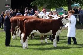 Hereford cattle