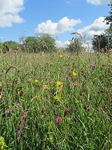Species-rich grassland