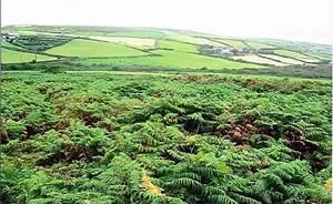 Bracken