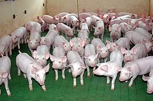 Pigs