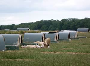 ProPig