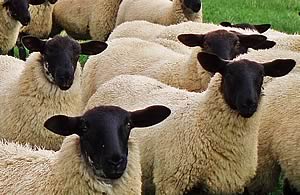 suffolk lambs