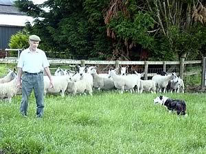 suffolk lambs